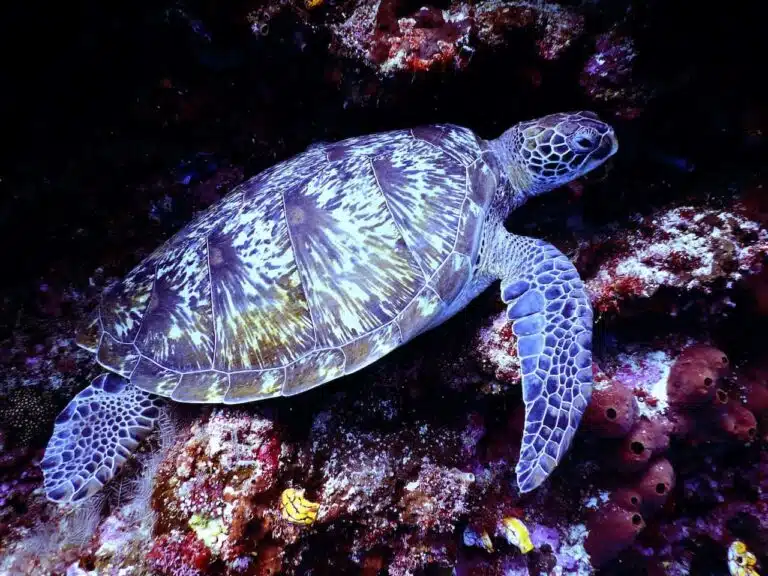 Turtle care IC101